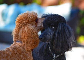 Poodles sharing secrets
