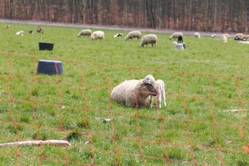 A herd of sheep on a snowless winter field. Electric fence in the foreground
