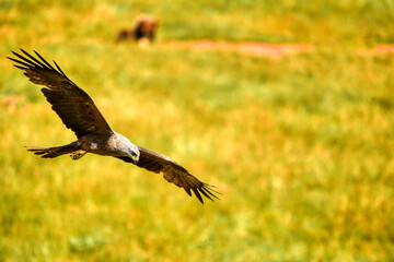 eagle in flight