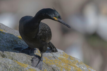 Shag