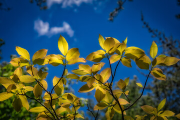 Obraz premium yellow leaves on blue sky background