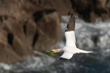 Gannet