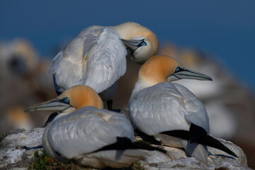 Gannets