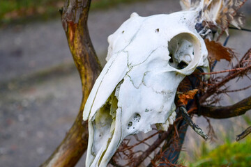 tree skull
