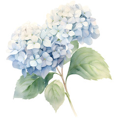 Watercolor illustration of light blue hydrangea flowers with green leaves on a white background, perfect for botanical art lovers.