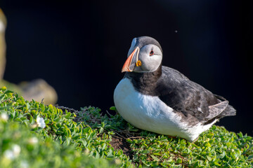 Puffins