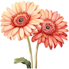 Beautiful illustration of two vibrant gerbera daisies in bloom, showcasing their colorful petals and detailed textures against a white background.