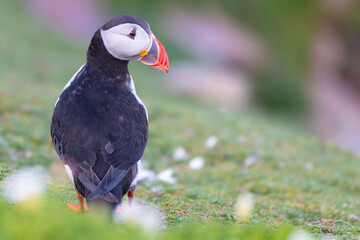 Puffins