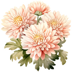 Beautiful pastel pink chrysanthemums in full bloom, perfect for floral decorations and nature-inspired designs.