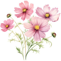 Beautiful pink cosmos flowers in full bloom, illustrated for decorative purposes, perfect for spring-themed designs and floral compositions.