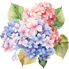 Beautiful watercolor illustration of blooming hydrangeas in pink, blue, and purple hues with lush green leaves, perfect for decoration.