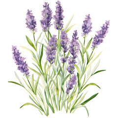 Beautiful watercolor illustration of blooming lavender flowers with green leaves on a white background, perfect for decorative purposes.
