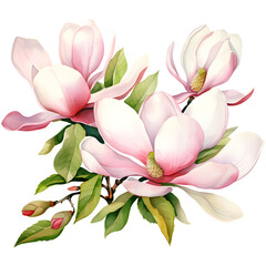 Obraz premium Close-up illustration of blooming pink magnolia flowers with green leaves, perfect for botanical and nature-themed designs.