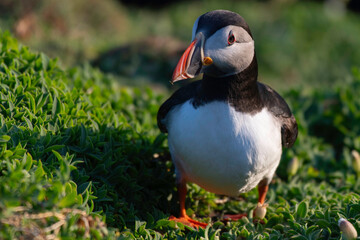 Puffins