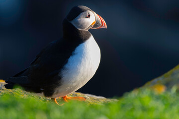 Puffins