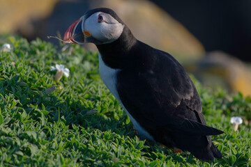Puffins