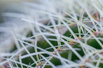 close-up of a cactus with white needles