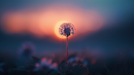 Dandelion Silhouetted Against Setting Sun