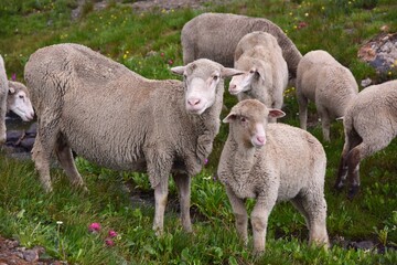 sheep and lambs