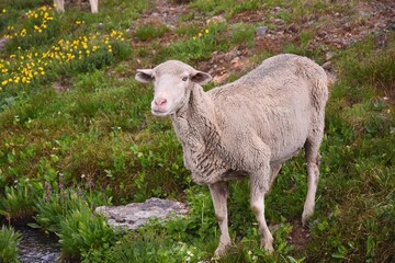 Sheep in the Countryside, Colorado, USA