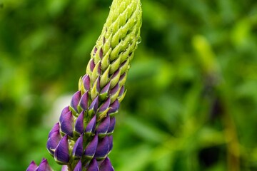 close up of a flower