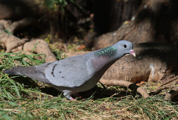 Stock dove
