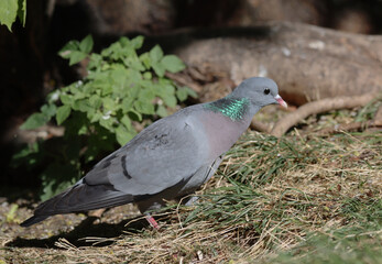 Stock dove