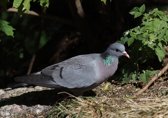 Stock dove
