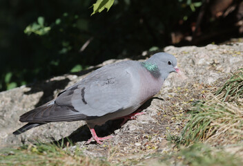 Stock dove