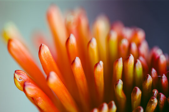 orange flower petals close-up on a blue background - Powered by Adobe