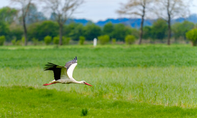 White stork taking off