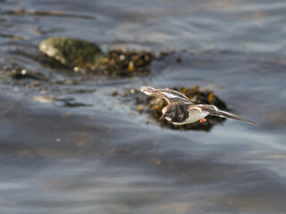 Turnstone in flight