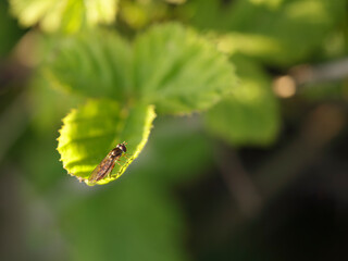 Colorful fly on green leaves