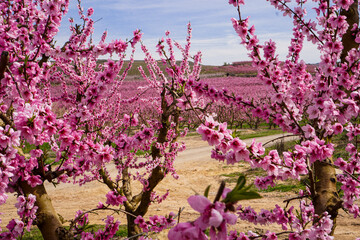 Vibrant Spring Scenery