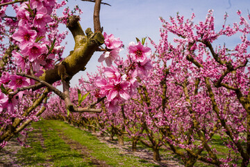 Vibrant Spring Scenery
