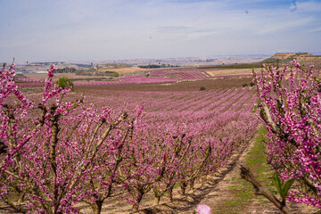 Vibrant Spring Scenery
