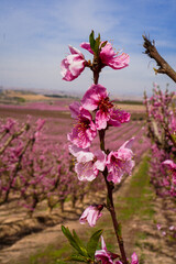 Vibrant Spring Scenery