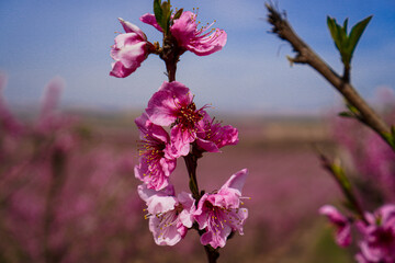 Vibrant Spring Scenery