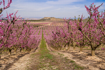 Vibrant Spring Scenery