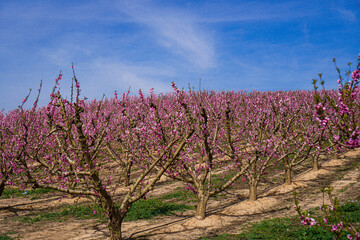 Vibrant Spring Scenery
