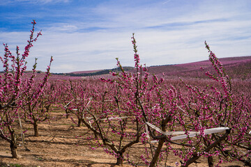 Vibrant Spring Scenery
