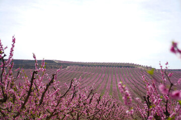 Vibrant Spring Scenery