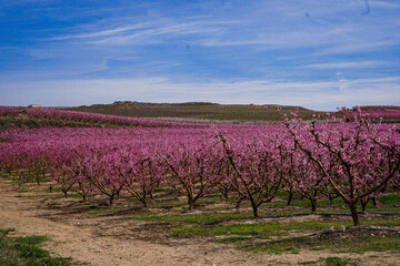 Vibrant Spring Scenery
