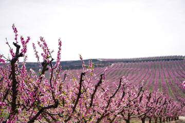 Vibrant Spring Scenery
