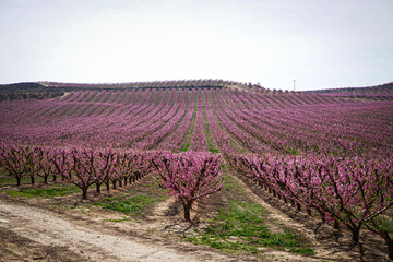Vibrant Spring Scenery