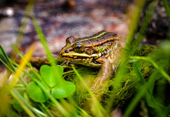 Frog in the grass