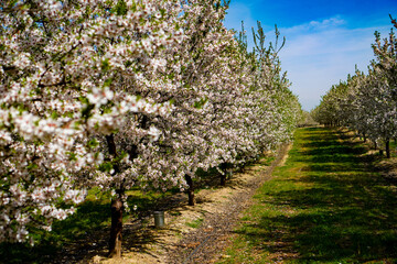 Vibrant Spring Scenery