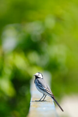 White wagtail on a railing