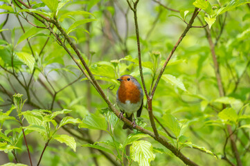 Robin taking in the Spring time sunshine at Marsden, West Yorkshire. United Kingdom. 30th April 2024