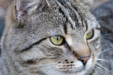 Portrait of a cat